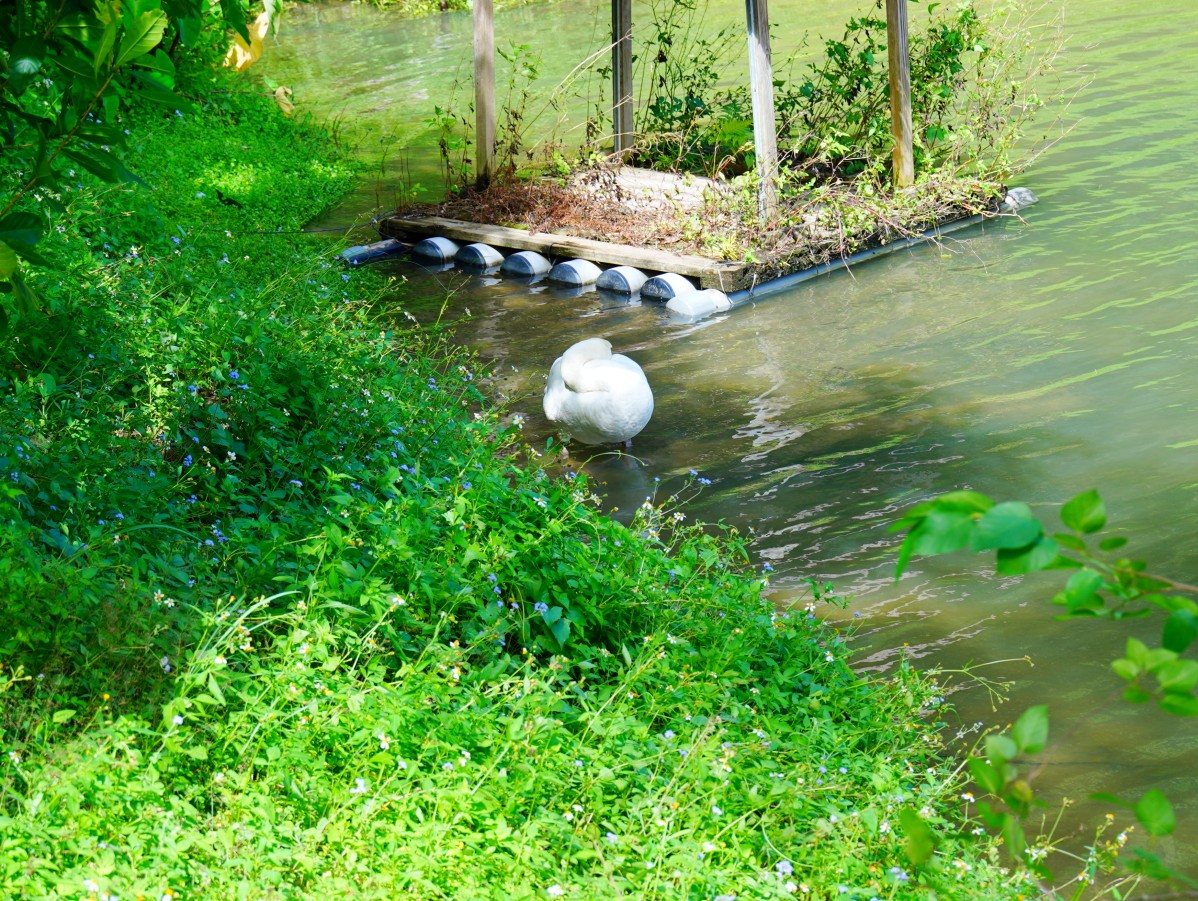 新竹綠世界生態農場,新竹親子景點,北埔一日遊,草泥馬互動區,綠世界門票,綠世界交通,綠世界蝴蝶館,北埔景點推薦