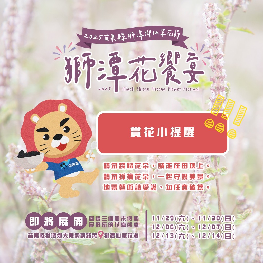 獅潭仙草花,獅潭仙草花節,獅潭仙草,苗栗仙草,苗栗仙草花節,苗栗一日遊,苗栗景點推薦,苗栗花季,仙草花海拍照點,獅潭必吃