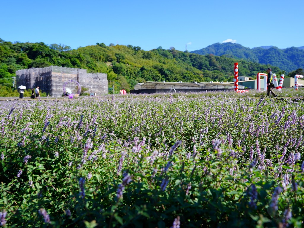 獅潭仙草花,獅潭仙草花節,獅潭仙草,苗栗仙草,苗栗仙草花節,苗栗一日遊,苗栗景點推薦,苗栗花季,仙草花海拍照點,獅潭必吃 獅潭仙草花,獅潭仙草花節,獅潭仙草,苗栗仙草,苗栗仙草花節,苗栗一日遊,苗栗景點推薦,苗栗花季,仙草花海拍照點,獅潭必吃