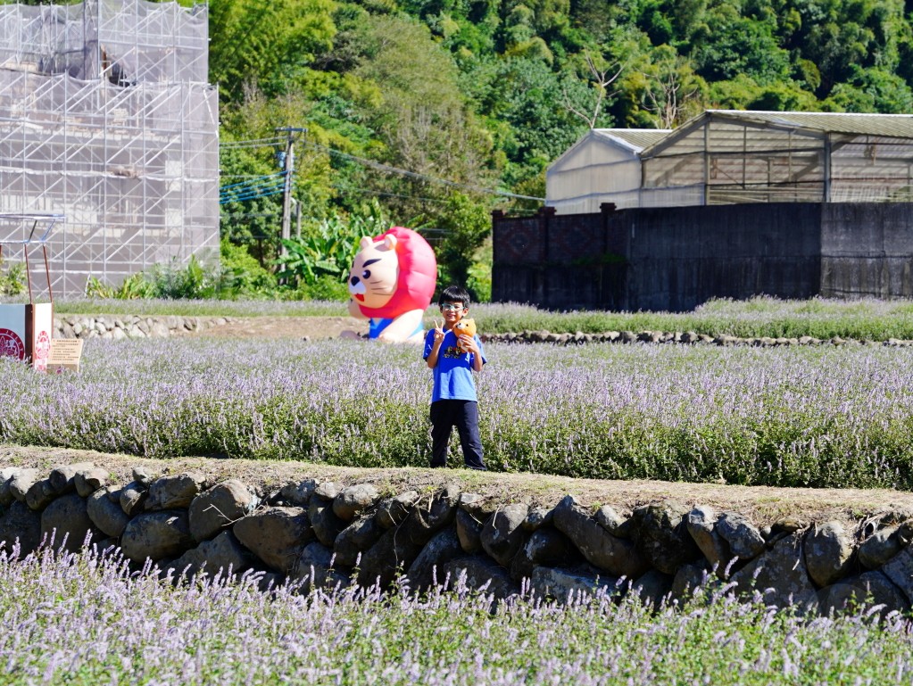 獅潭仙草花,獅潭仙草花節,獅潭仙草,苗栗仙草,苗栗仙草花節,苗栗一日遊,苗栗景點推薦,苗栗花季,仙草花海拍照點,獅潭必吃