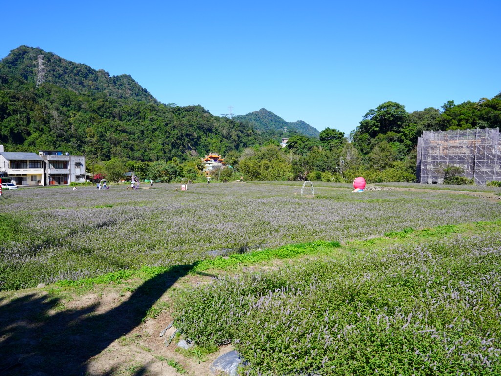 獅潭仙草花,獅潭仙草花節,獅潭仙草,苗栗仙草,苗栗仙草花節,苗栗一日遊,苗栗景點推薦,苗栗花季,仙草花海拍照點,獅潭必吃 獅潭仙草花,獅潭仙草花節,獅潭仙草,苗栗仙草,苗栗仙草花節,苗栗一日遊,苗栗景點推薦,苗栗花季,仙草花海拍照點,獅潭必吃