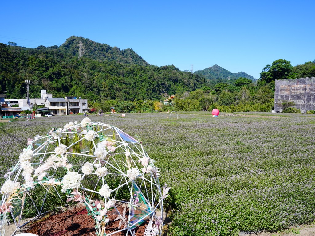 獅潭仙草花,獅潭仙草花節,獅潭仙草,苗栗仙草,苗栗仙草花節,苗栗一日遊,苗栗景點推薦,苗栗花季,仙草花海拍照點,獅潭必吃 獅潭仙草花,獅潭仙草花節,獅潭仙草,苗栗仙草,苗栗仙草花節,苗栗一日遊,苗栗景點推薦,苗栗花季,仙草花海拍照點,獅潭必吃