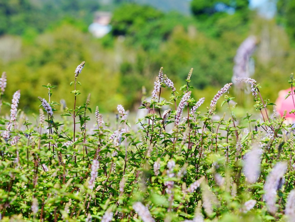 獅潭仙草花,獅潭仙草花節,獅潭仙草,苗栗仙草,苗栗仙草花節,苗栗一日遊,苗栗景點推薦,苗栗花季,仙草花海拍照點,獅潭必吃