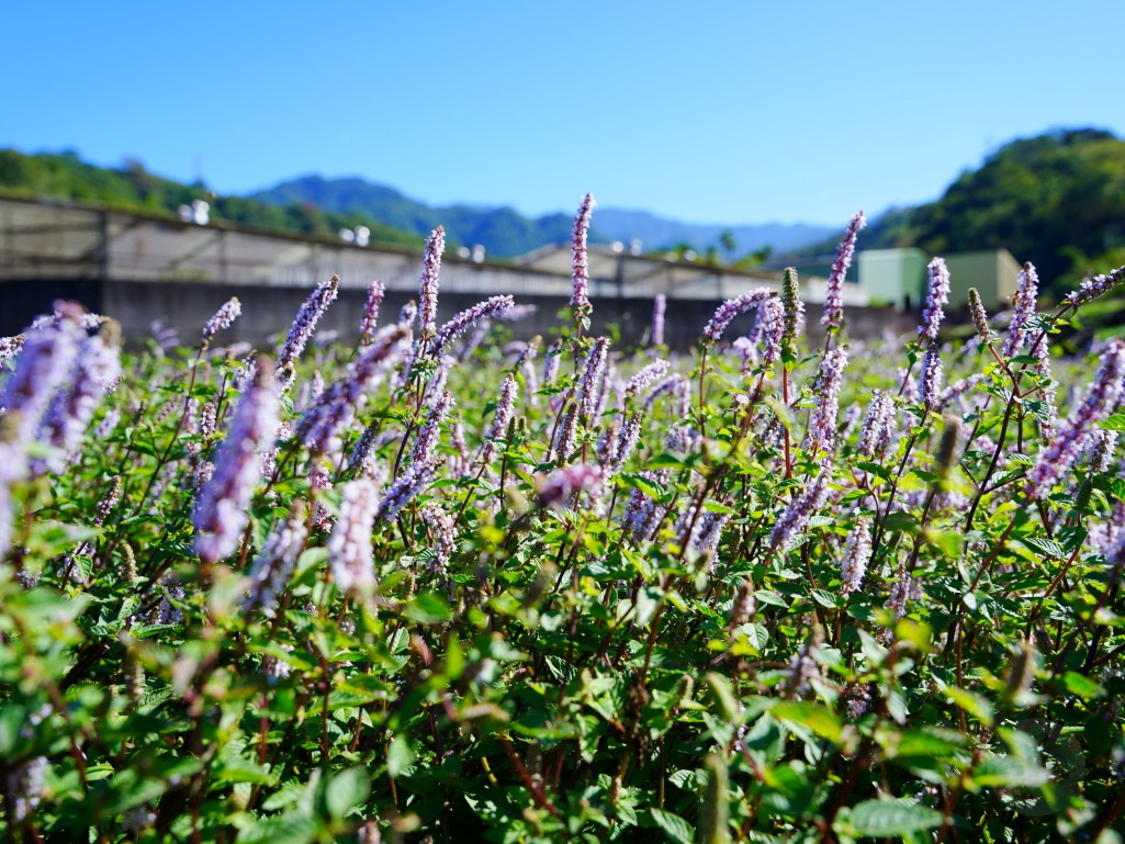 獅潭仙草花,獅潭仙草花節,獅潭仙草,苗栗仙草,苗栗仙草花節,苗栗一日遊,苗栗景點推薦,苗栗花季,仙草花海拍照點,獅潭必吃 獅潭仙草花,獅潭仙草花節,獅潭仙草,苗栗仙草,苗栗仙草花節,苗栗一日遊,苗栗景點推薦,苗栗花季,仙草花海拍照點,獅潭必吃