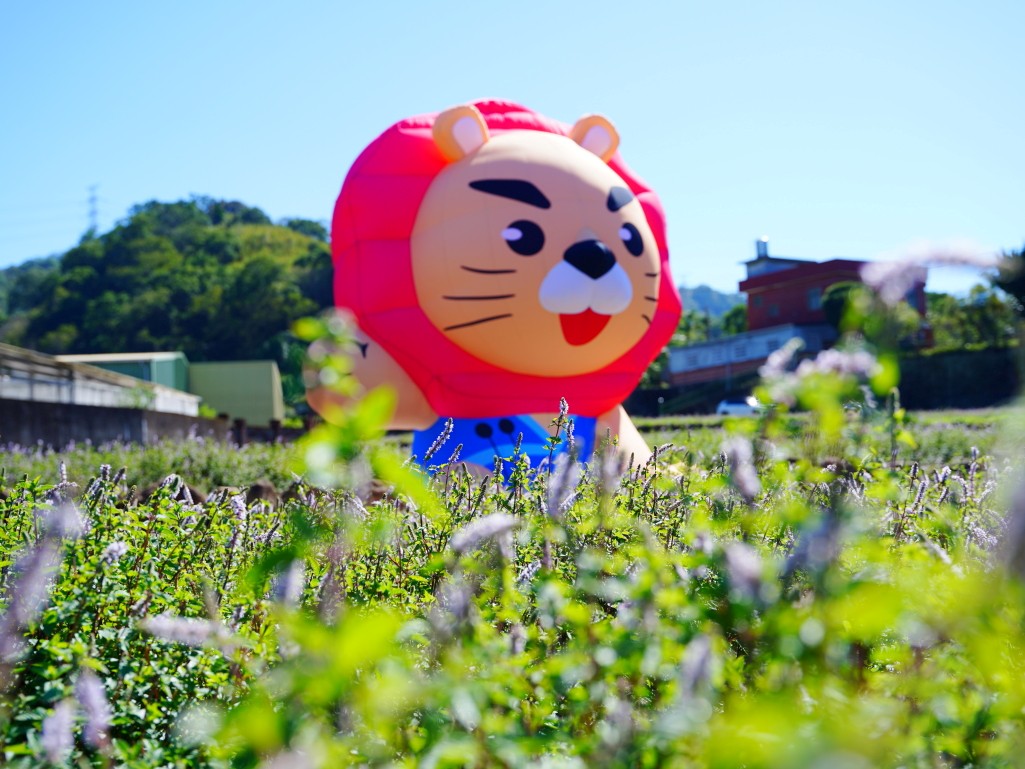 獅潭仙草花,獅潭仙草花節,獅潭仙草,苗栗仙草,苗栗仙草花節,苗栗一日遊,苗栗景點推薦,苗栗花季,仙草花海拍照點,獅潭必吃