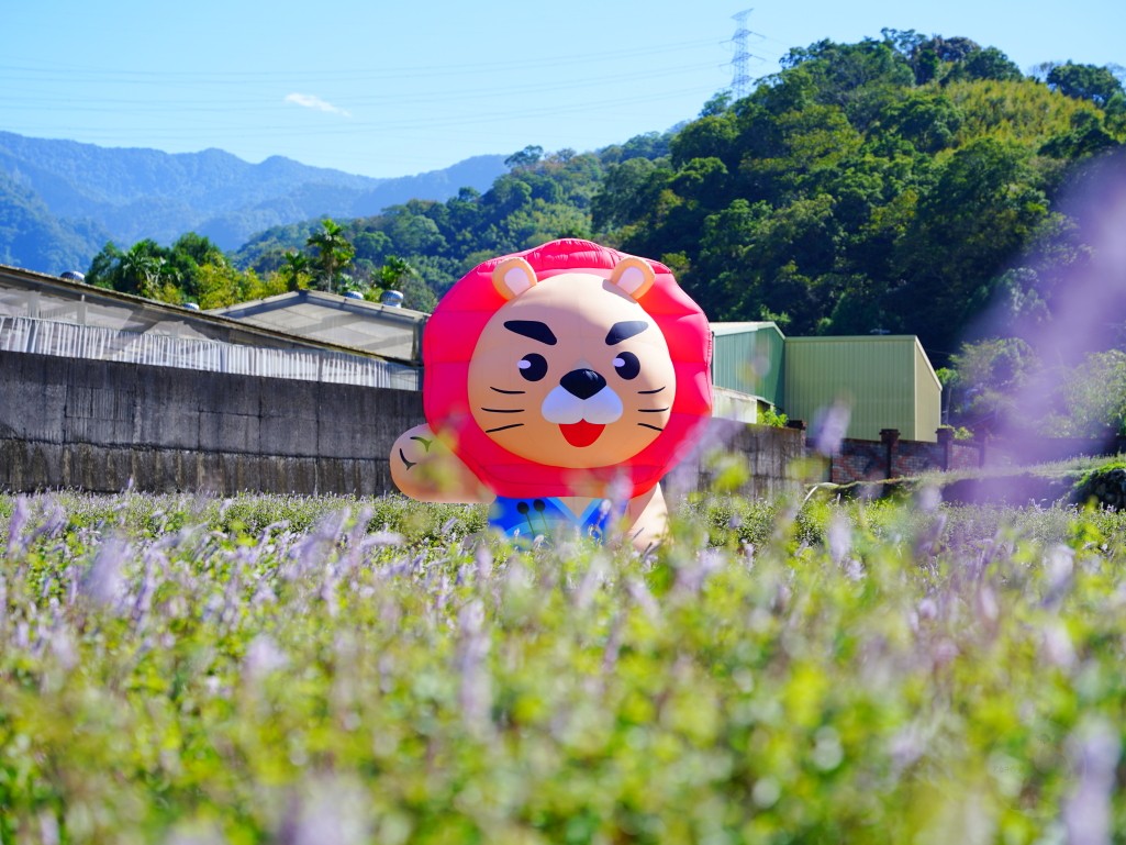 獅潭仙草花,獅潭仙草花節,獅潭仙草,苗栗仙草,苗栗仙草花節,苗栗一日遊,苗栗景點推薦,苗栗花季,仙草花海拍照點,獅潭必吃 獅潭仙草花,獅潭仙草花節,獅潭仙草,苗栗仙草,苗栗仙草花節,苗栗一日遊,苗栗景點推薦,苗栗花季,仙草花海拍照點,獅潭必吃