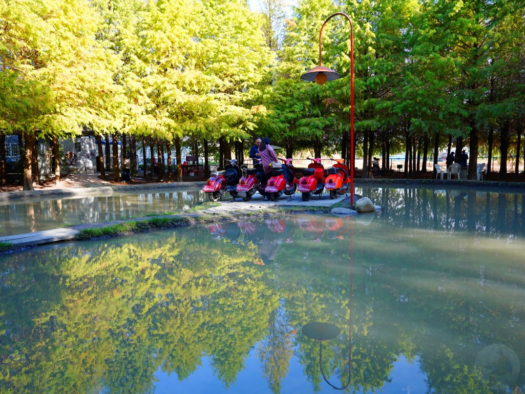 2025泰安落羽松, 羽粼落羽松, 台中落羽松秘境, 后里景點, 2025落羽松季節