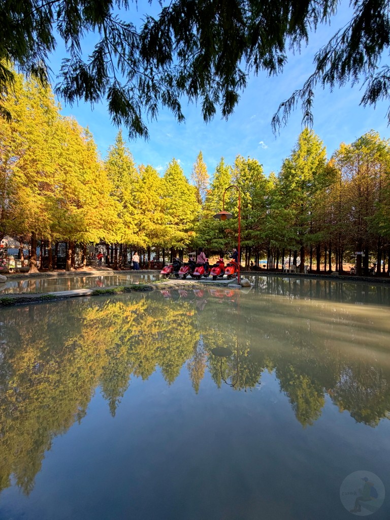 2025泰安落羽松, 羽粼落羽松, 台中落羽松秘境, 后里景點, 2025落羽松季節