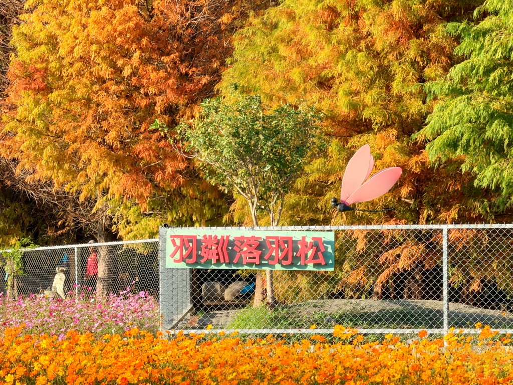 2025泰安落羽松, 羽粼落羽松, 台中落羽松秘境, 后里景點, 2025落羽松季節
