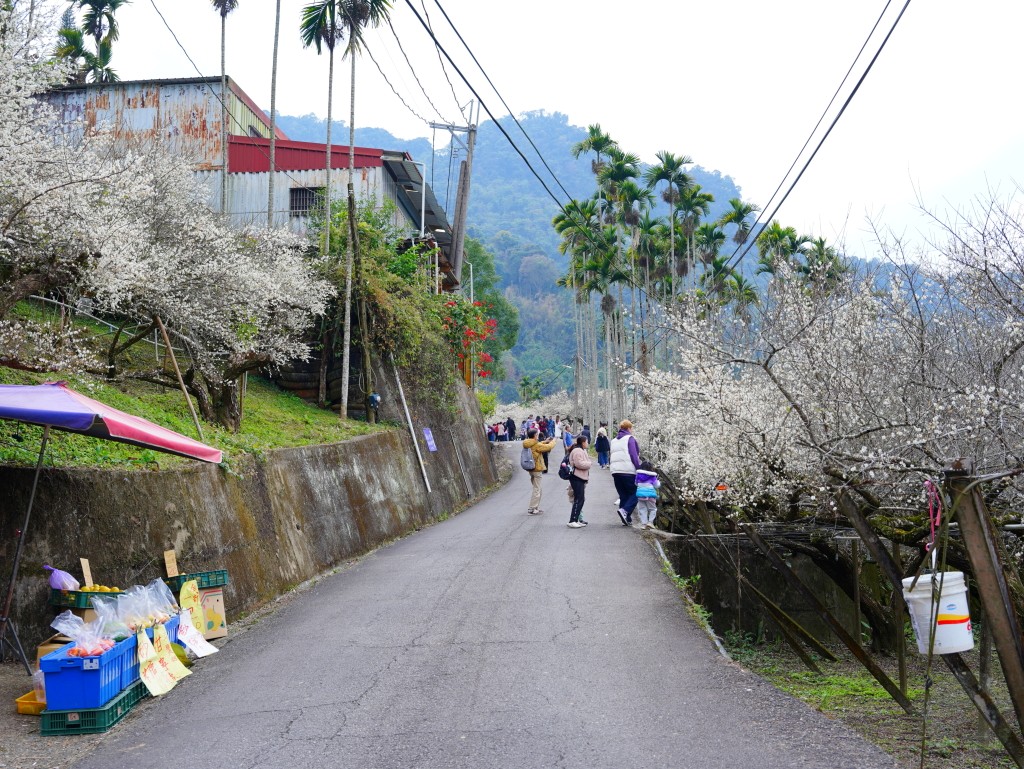 新社梅花森林外部道路