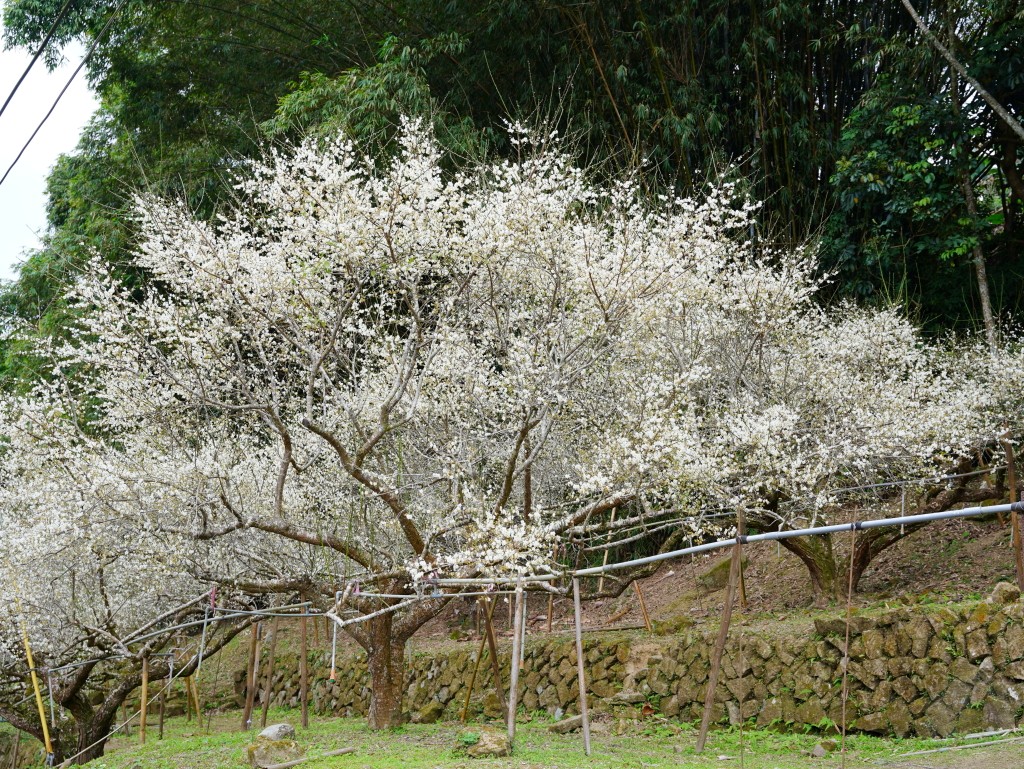 路邊梅花盛開
