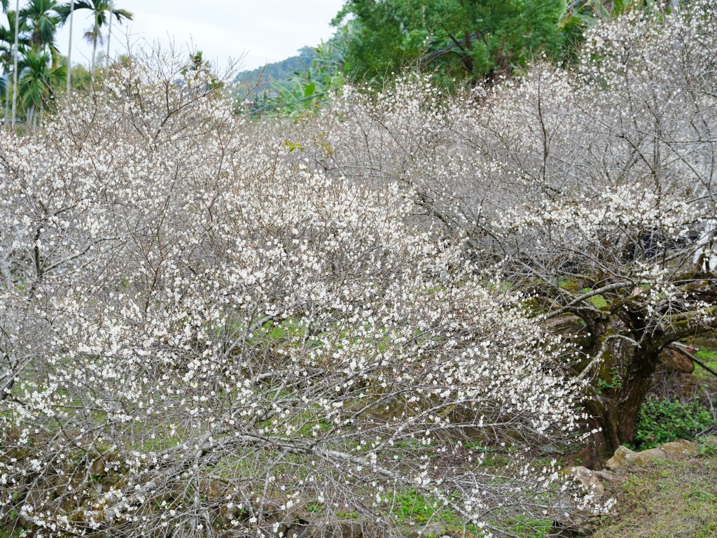 梅花盛開美景