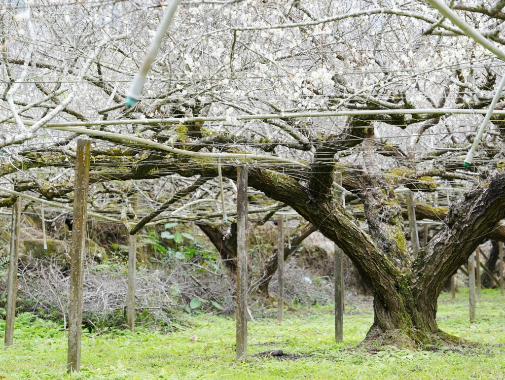 400棵老梅樹隧道