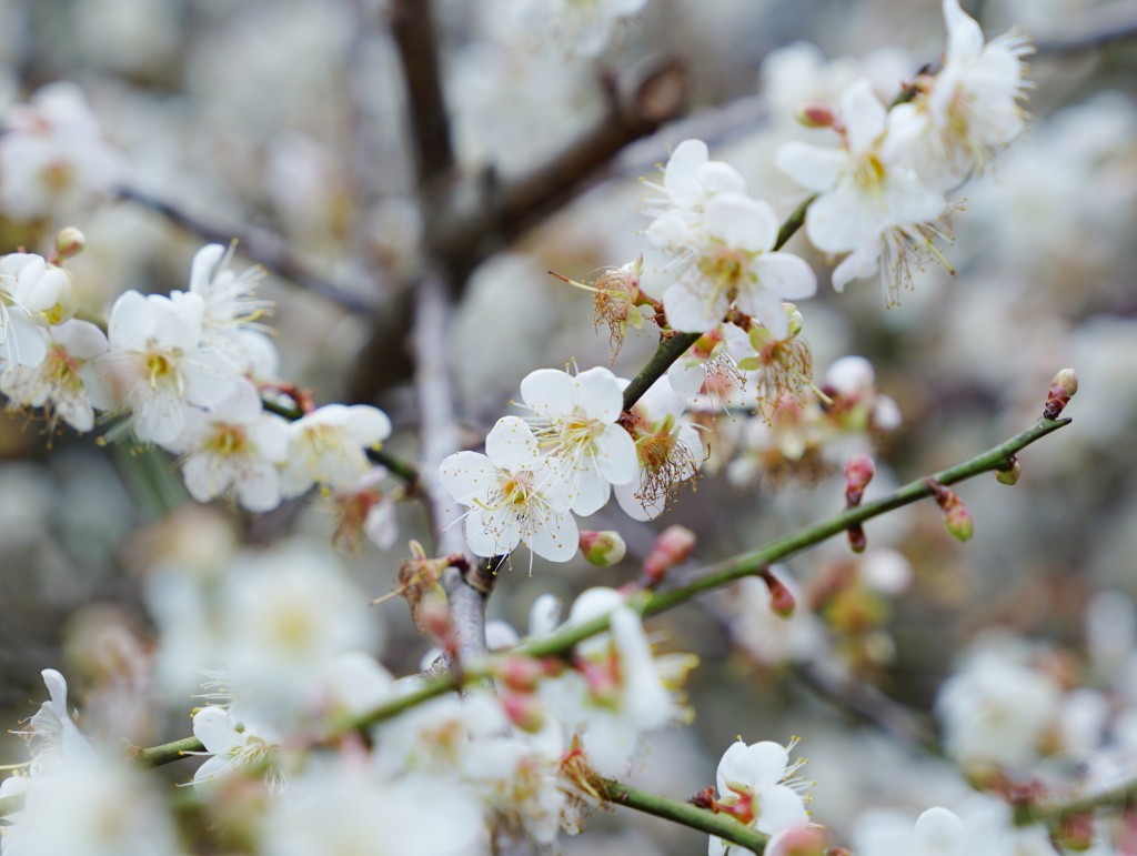 梅花林間光影