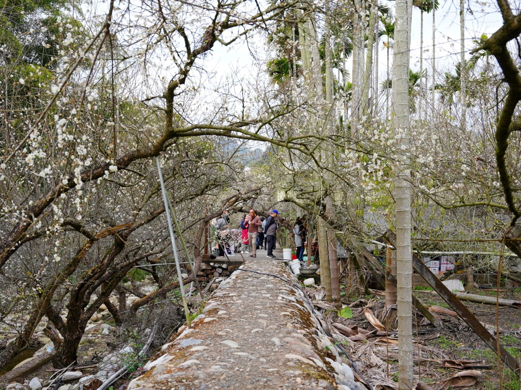 雪白的梅花隧道