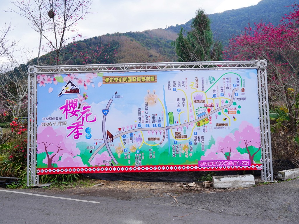 草坪頭櫻花季入口管制站,工作人員指引車輛方向