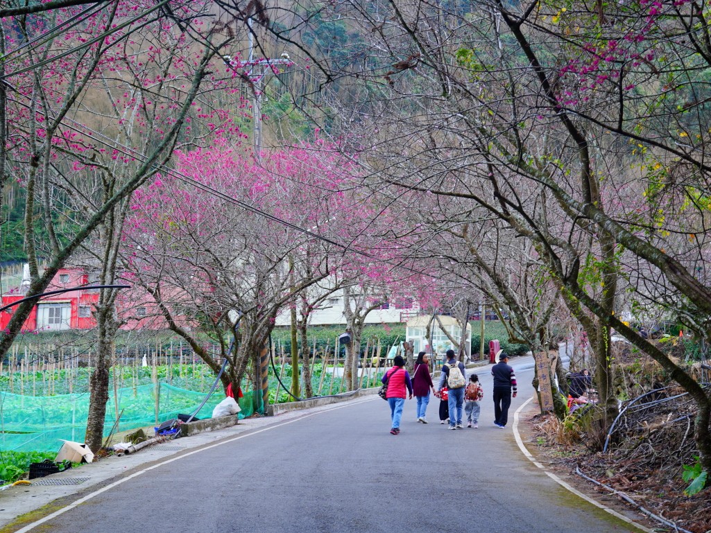 草坪頭山櫻花與李花同時綻放，粉白交錯的春日美景