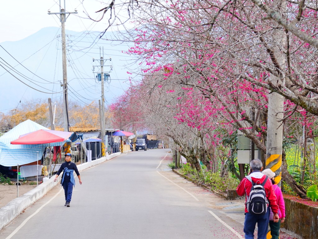 草坪頭李花近拍,白色花瓣在陽光下透光
