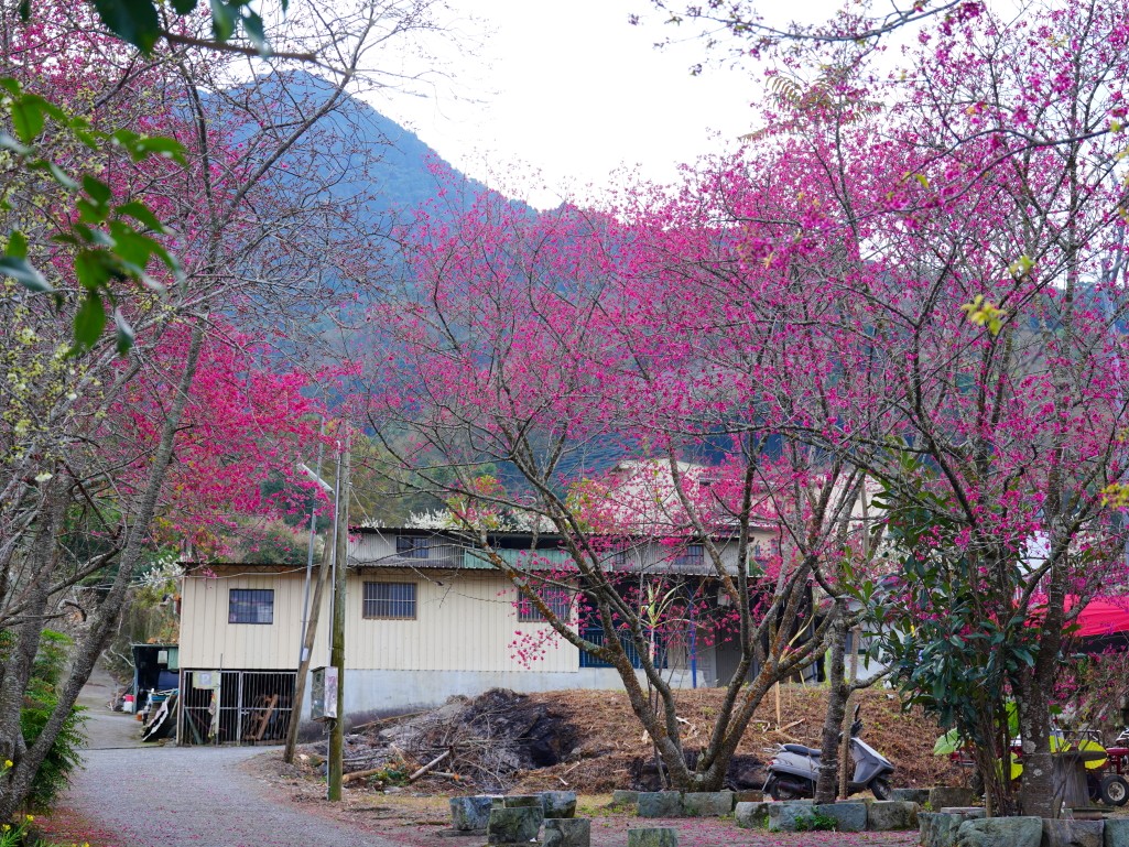 2026草坪頭白色田園山櫻花七成開花況