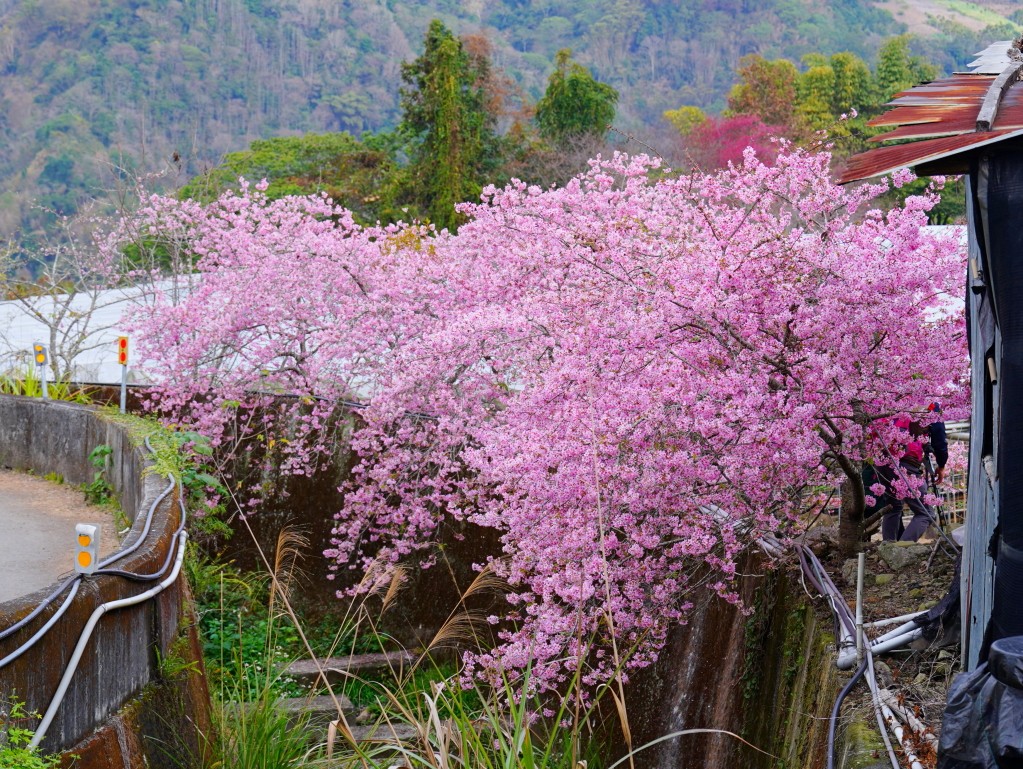 草坪頭橋旁粉紅櫻花與茶園的合照角度