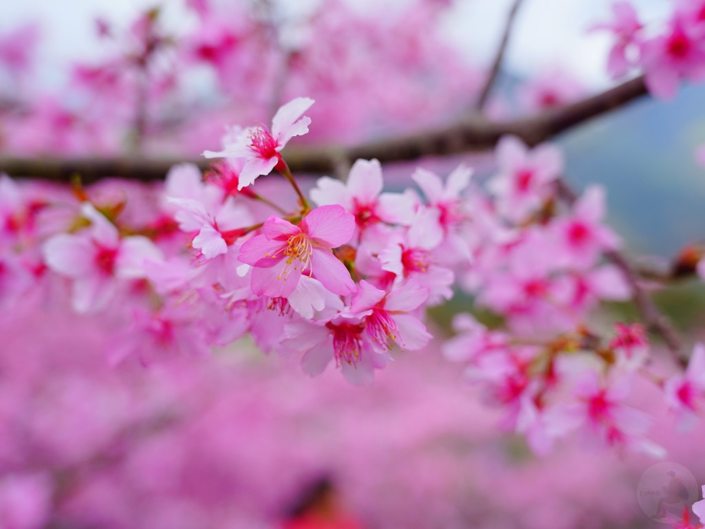 草坪頭橋粉紅櫻花步道,遊客漫步其中