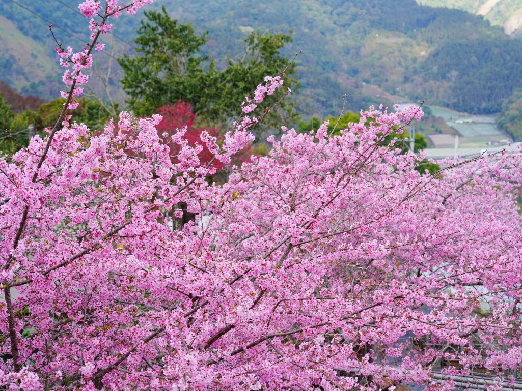 草坪頭橋旁的粉紅河津櫻盛開全景