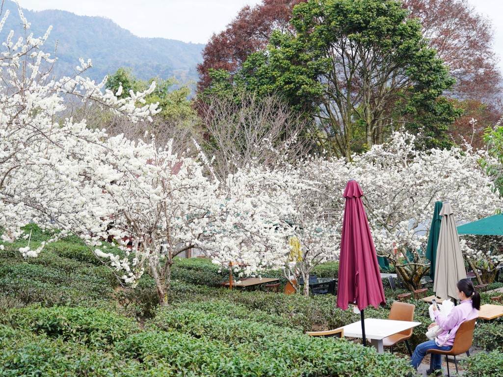 冠鈺園茶園的李花與茶園步道