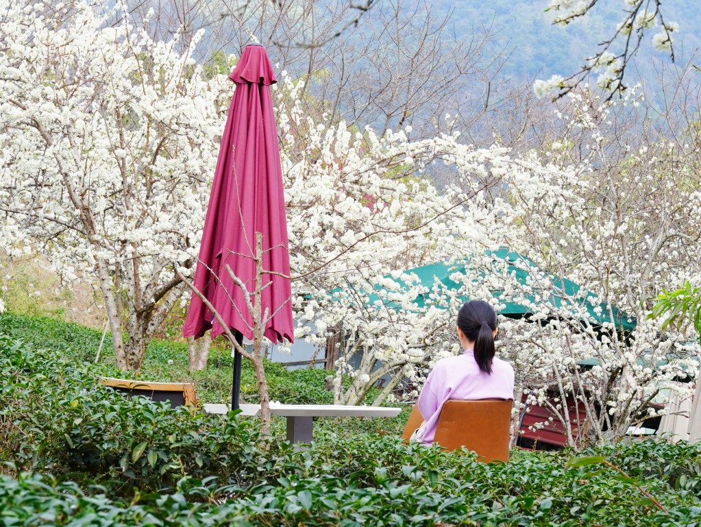 冠鈺園戶外座位區,李花樹下的火鍋桌