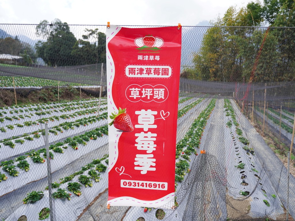 草坪頭兩津草莓園招牌與入口
