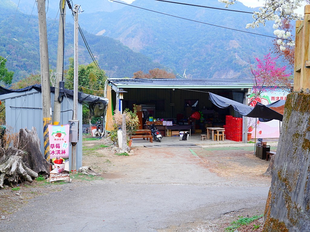 草坪頭櫻花季,兩津草莓園,草坪頭-兩津草莓園,草坪頭草莓,草坪頭摘草莓,草坪頭採草莓,草莓冰淇淋2026草坪頭櫻花季, 兩津草莓園, 美姬草莓, 天使白草莓, 草坪頭美食 草坪頭櫻花季,兩津草莓園,草坪頭-兩津草莓園,草坪頭草莓,草坪頭摘草莓,草坪頭採草莓,草莓冰淇淋2026草坪頭櫻花季, 兩津草莓園, 美姬草莓, 天使白草莓, 草坪頭美食