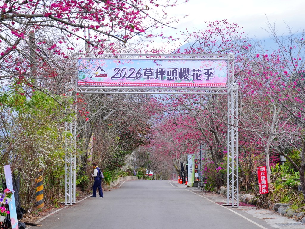 2026草坪頭花況實拍,櫻花與李花滿開美景