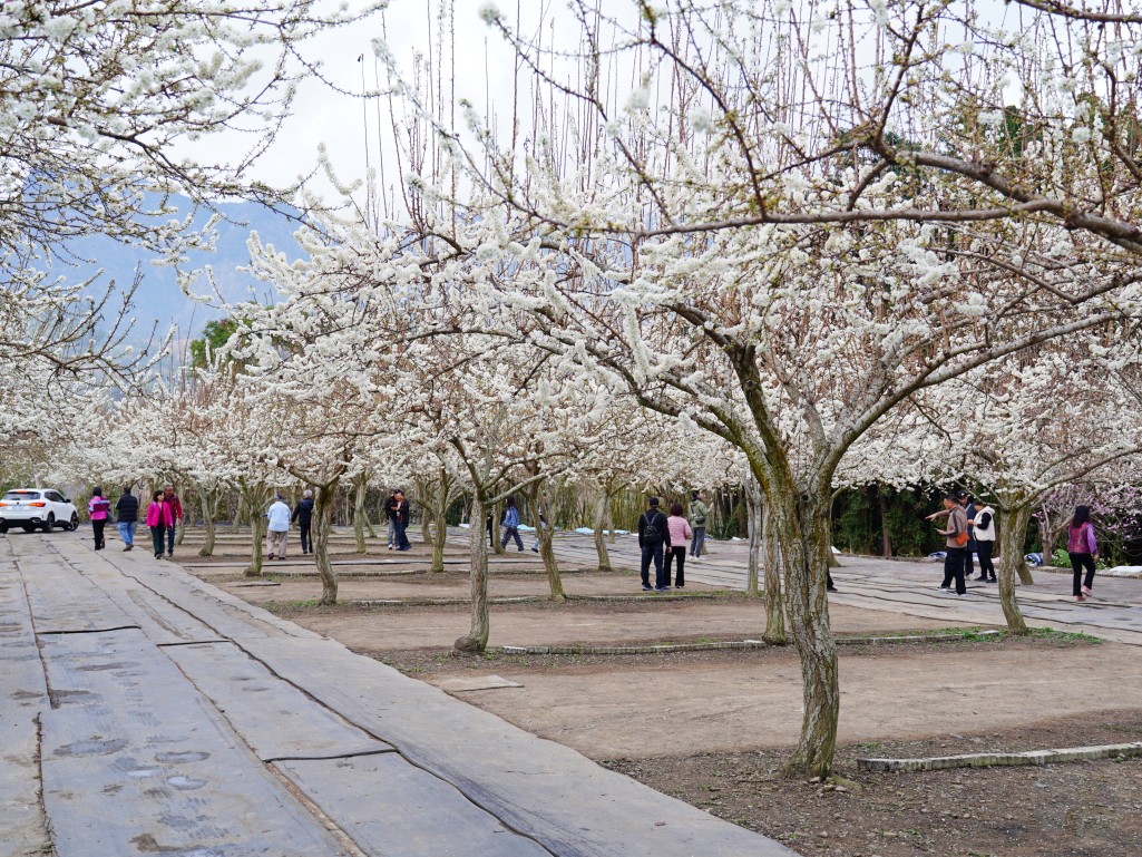 草坪頭櫻花季2026, 草坪頭白色田園, 南投賞花景點, 中部親子旅遊, 草坪頭停車, 李花秘境, 南投高山蔬菜, 2026賞櫻,草坪頭櫻花季,草坪頭白色田園,草坪頭停車場,白色田園,草坪頭白色田園李花盛開
