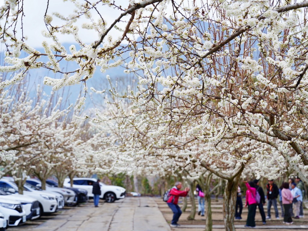 草坪頭櫻花季2026, 草坪頭白色田園, 南投賞花景點, 中部親子旅遊, 草坪頭停車, 李花秘境, 南投高山蔬菜, 2026賞櫻,草坪頭櫻花季,草坪頭白色田園,草坪頭停車場,白色田園,草坪頭白色田園李花盛開 草坪頭櫻花季2026, 草坪頭白色田園, 南投賞花景點, 中部親子旅遊, 草坪頭停車, 李花秘境, 南投高山蔬菜, 2026賞櫻,草坪頭櫻花季,草坪頭白色田園,草坪頭停車場,白色田園,草坪頭白色田園李花盛開