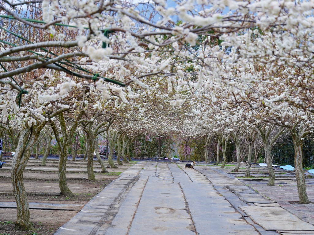 草坪頭櫻花季2026, 草坪頭白色田園, 南投賞花景點, 中部親子旅遊, 草坪頭停車, 李花秘境, 南投高山蔬菜, 2026賞櫻,草坪頭櫻花季,草坪頭白色田園,草坪頭停車場,白色田園,草坪頭白色田園李花盛開 草坪頭櫻花季2026, 草坪頭白色田園, 南投賞花景點, 中部親子旅遊, 草坪頭停車, 李花秘境, 南投高山蔬菜, 2026賞櫻,草坪頭櫻花季,草坪頭白色田園,草坪頭停車場,白色田園,草坪頭白色田園李花盛開