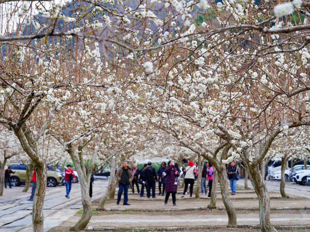 草坪頭櫻花季2026, 草坪頭白色田園, 南投賞花景點, 中部親子旅遊, 草坪頭停車, 李花秘境, 南投高山蔬菜, 2026賞櫻,草坪頭櫻花季,草坪頭白色田園,草坪頭停車場,白色田園,草坪頭白色田園李花盛開 草坪頭櫻花季2026, 草坪頭白色田園, 南投賞花景點, 中部親子旅遊, 草坪頭停車, 李花秘境, 南投高山蔬菜, 2026賞櫻,草坪頭櫻花季,草坪頭白色田園,草坪頭停車場,白色田園,草坪頭白色田園李花盛開