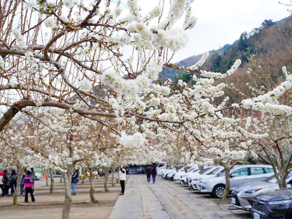 草坪頭櫻花季2026, 草坪頭白色田園, 南投賞花景點, 中部親子旅遊, 草坪頭停車, 李花秘境, 南投高山蔬菜, 2026賞櫻,草坪頭櫻花季,草坪頭白色田園,草坪頭停車場,白色田園,草坪頭白色田園李花盛開 草坪頭櫻花季2026, 草坪頭白色田園, 南投賞花景點, 中部親子旅遊, 草坪頭停車, 李花秘境, 南投高山蔬菜, 2026賞櫻,草坪頭櫻花季,草坪頭白色田園,草坪頭停車場,白色田園,草坪頭白色田園李花盛開