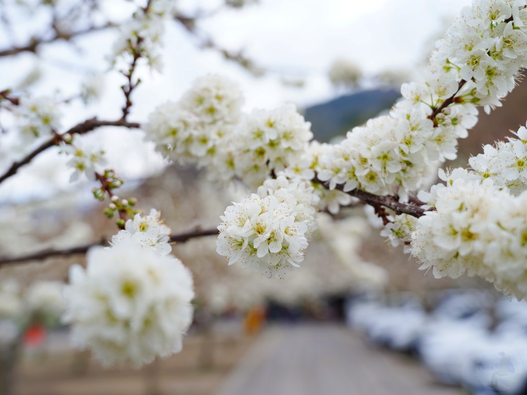 草坪頭櫻花季2026, 草坪頭白色田園, 南投賞花景點, 中部親子旅遊, 草坪頭停車, 李花秘境, 南投高山蔬菜, 2026賞櫻,草坪頭櫻花季,草坪頭白色田園,草坪頭停車場,白色田園,草坪頭白色田園李花盛開