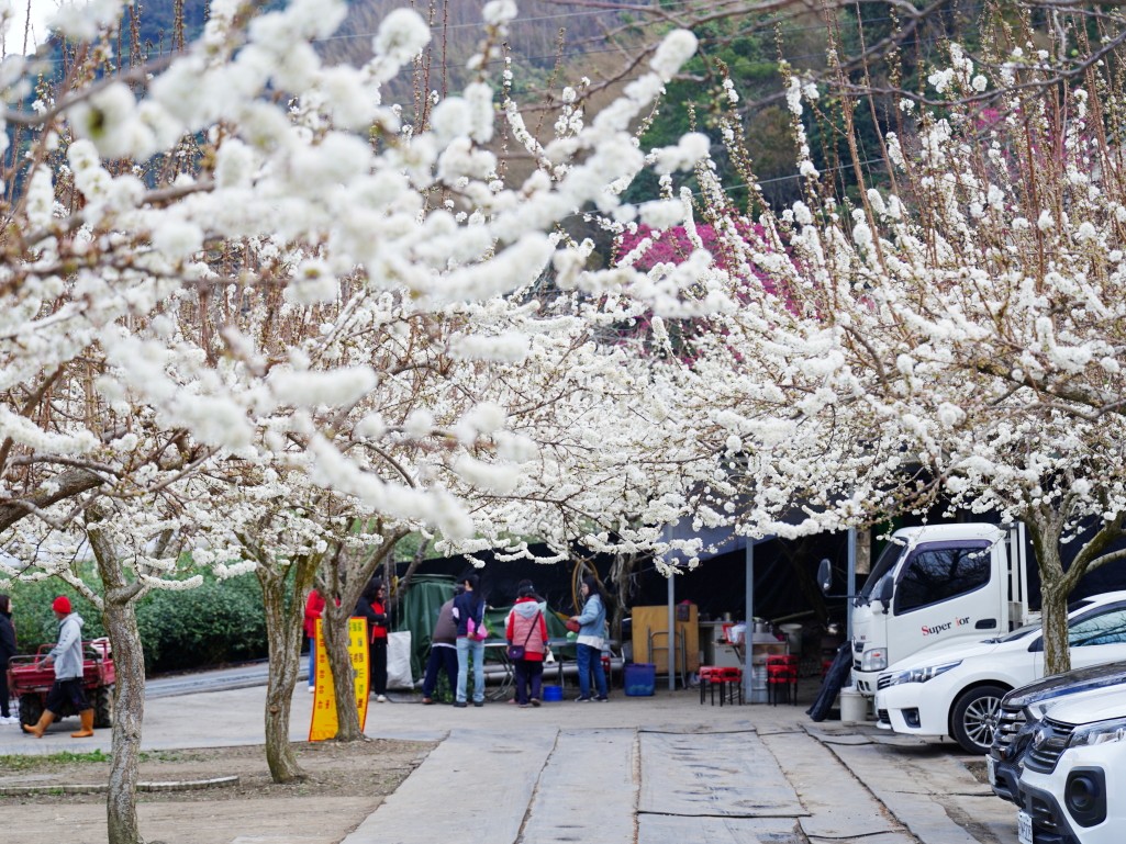 草坪頭櫻花季2026, 草坪頭白色田園, 南投賞花景點, 中部親子旅遊, 草坪頭停車, 李花秘境, 南投高山蔬菜, 2026賞櫻,草坪頭櫻花季,草坪頭白色田園,草坪頭停車場,白色田園,草坪頭白色田園李花盛開 草坪頭櫻花季2026, 草坪頭白色田園, 南投賞花景點, 中部親子旅遊, 草坪頭停車, 李花秘境, 南投高山蔬菜, 2026賞櫻,草坪頭櫻花季,草坪頭白色田園,草坪頭停車場,白色田園,草坪頭白色田園李花盛開
