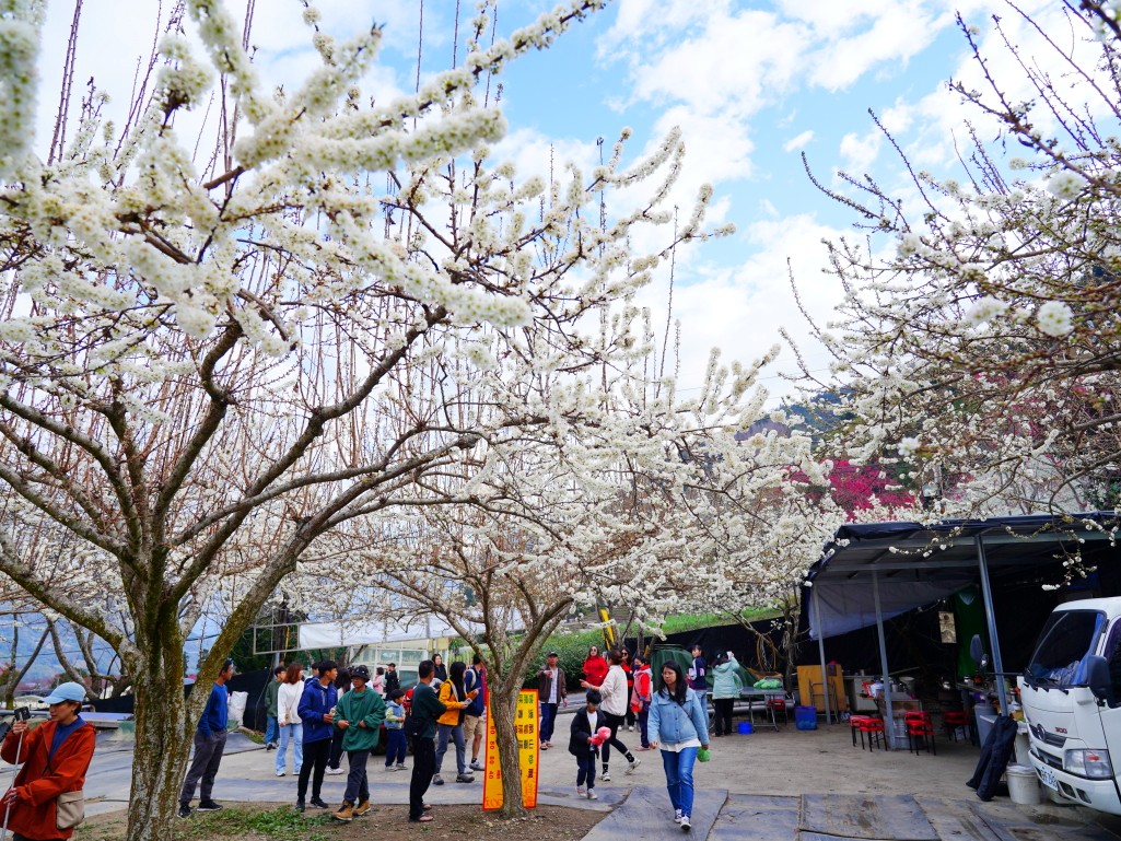 草坪頭櫻花季2026, 草坪頭白色田園, 南投賞花景點, 中部親子旅遊, 草坪頭停車, 李花秘境, 南投高山蔬菜, 2026賞櫻,草坪頭櫻花季,草坪頭白色田園,草坪頭停車場,白色田園,草坪頭白色田園李花盛開 草坪頭櫻花季2026, 草坪頭白色田園, 南投賞花景點, 中部親子旅遊, 草坪頭停車, 李花秘境, 南投高山蔬菜, 2026賞櫻,草坪頭櫻花季,草坪頭白色田園,草坪頭停車場,白色田園,草坪頭白色田園李花盛開