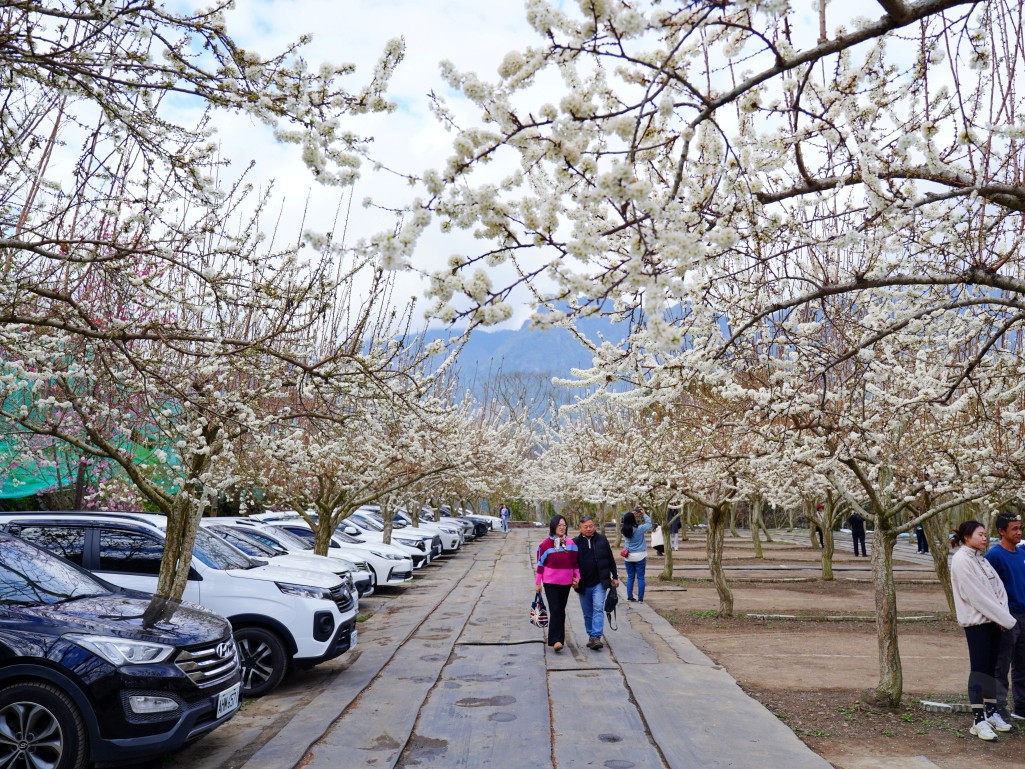草坪頭櫻花季2026, 草坪頭白色田園, 南投賞花景點, 中部親子旅遊, 草坪頭停車, 李花秘境, 南投高山蔬菜, 2026賞櫻,草坪頭櫻花季,草坪頭白色田園,草坪頭停車場,白色田園,草坪頭白色田園李花盛開 草坪頭櫻花季2026, 草坪頭白色田園, 南投賞花景點, 中部親子旅遊, 草坪頭停車, 李花秘境, 南投高山蔬菜, 2026賞櫻,草坪頭櫻花季,草坪頭白色田園,草坪頭停車場,白色田園,草坪頭白色田園李花盛開
