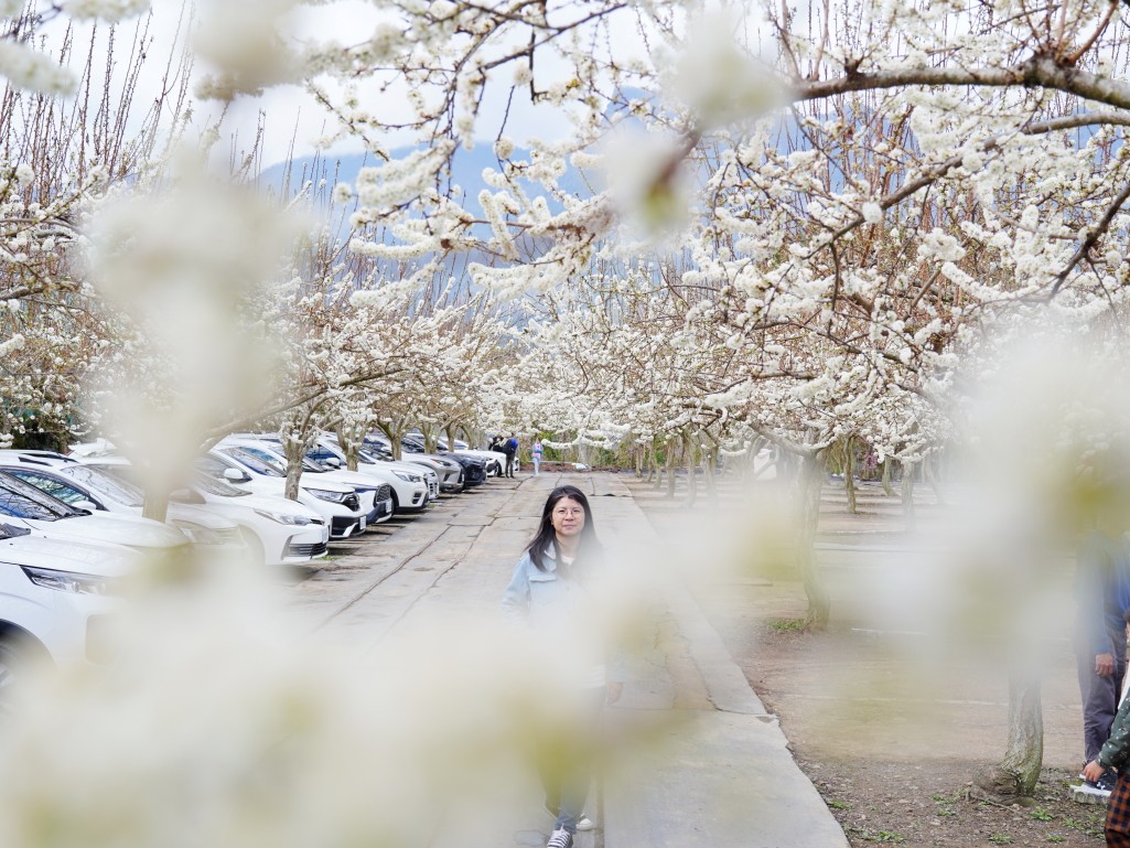草坪頭櫻花季2026, 草坪頭白色田園, 南投賞花景點, 中部親子旅遊, 草坪頭停車, 李花秘境, 南投高山蔬菜, 2026賞櫻,草坪頭櫻花季,草坪頭白色田園,草坪頭停車場,白色田園,草坪頭白色田園李花盛開 草坪頭櫻花季2026, 草坪頭白色田園, 南投賞花景點, 中部親子旅遊, 草坪頭停車, 李花秘境, 南投高山蔬菜, 2026賞櫻,草坪頭櫻花季,草坪頭白色田園,草坪頭停車場,白色田園,草坪頭白色田園李花盛開