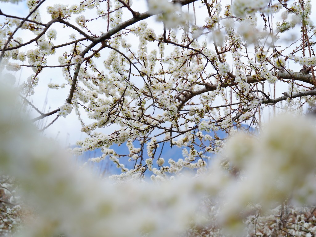 草坪頭櫻花季2026, 草坪頭白色田園, 南投賞花景點, 中部親子旅遊, 草坪頭停車, 李花秘境, 南投高山蔬菜, 2026賞櫻,草坪頭櫻花季,草坪頭白色田園,草坪頭停車場,白色田園,草坪頭白色田園李花盛開 草坪頭櫻花季2026, 草坪頭白色田園, 南投賞花景點, 中部親子旅遊, 草坪頭停車, 李花秘境, 南投高山蔬菜, 2026賞櫻,草坪頭櫻花季,草坪頭白色田園,草坪頭停車場,白色田園,草坪頭白色田園李花盛開