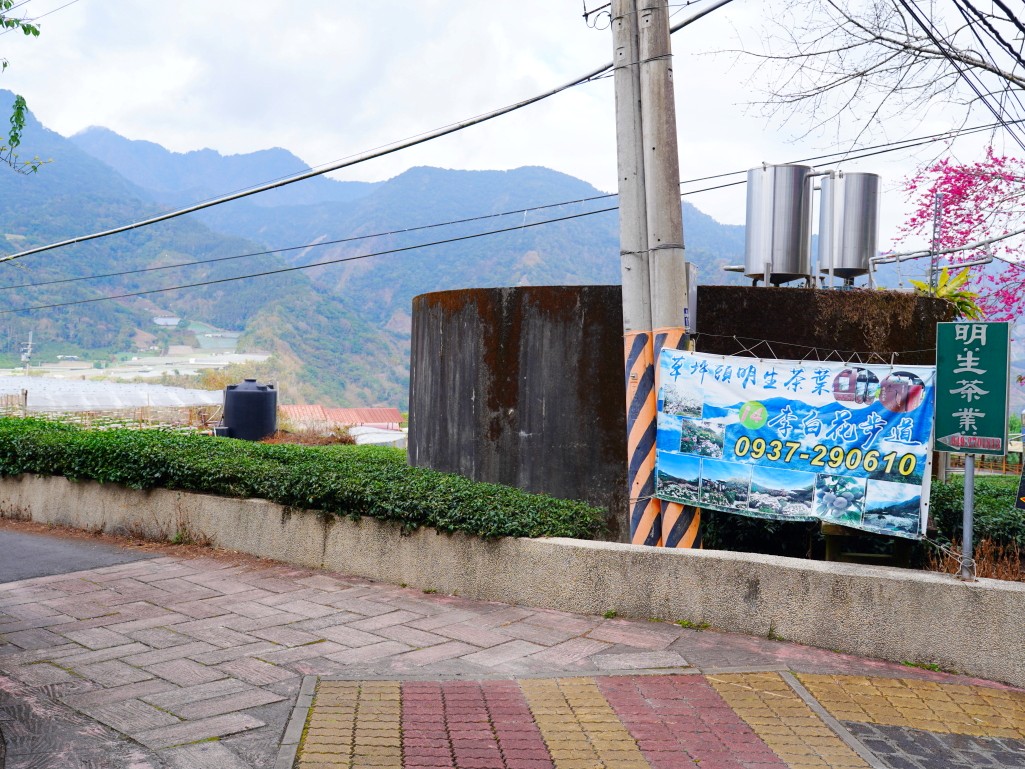 草坪頭明生茶園入口指引