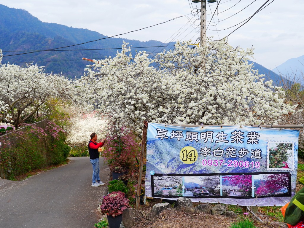 陽光灑落的李花隧道