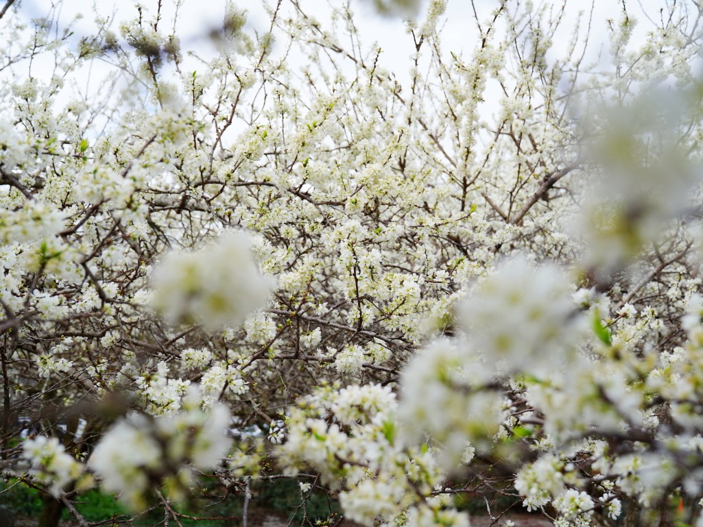 明生茶園李花步道全景,兩側李花盛開
