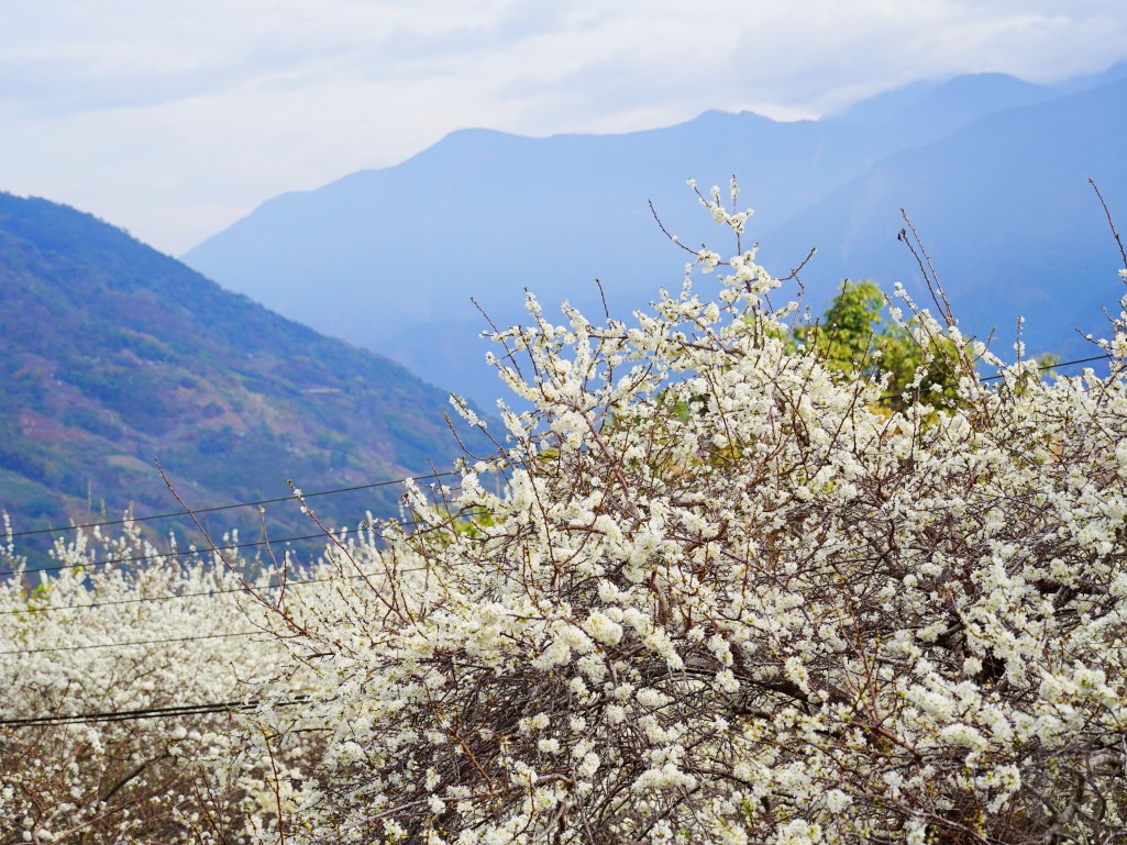 旅咖一家在明生茶園合影