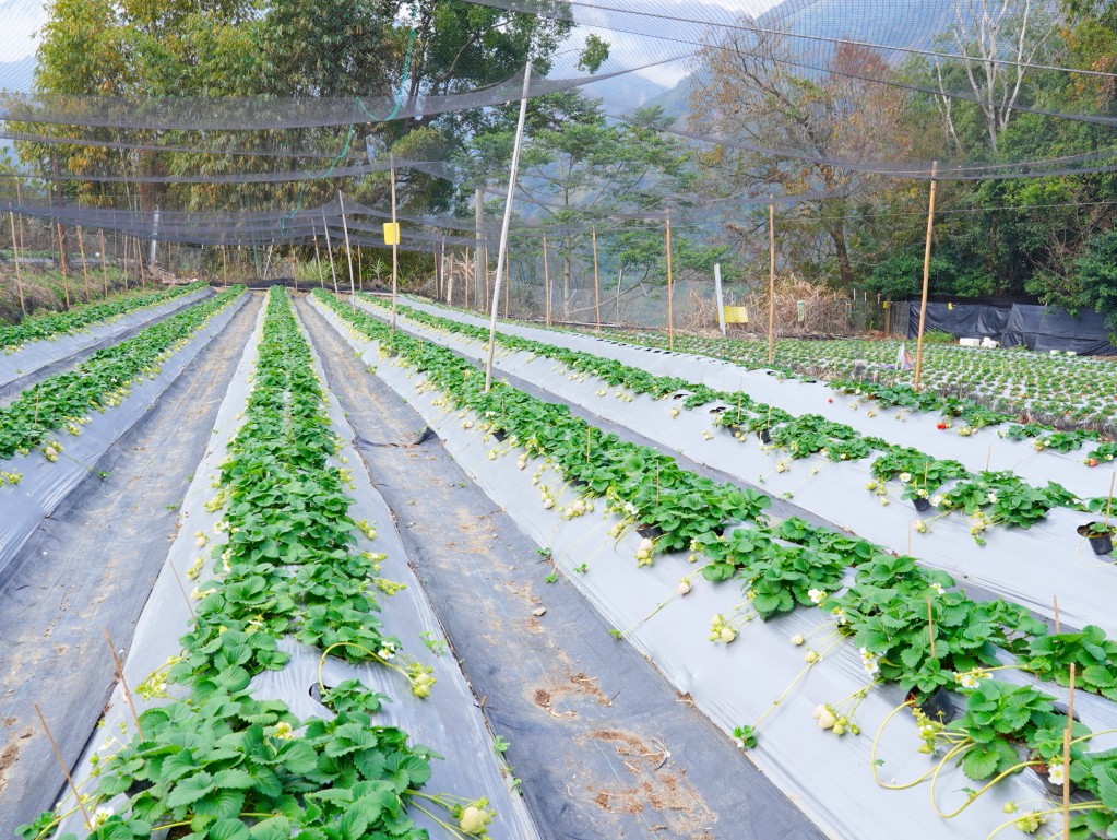 兩津草莓園草莓園區,高架栽培的草莓植株