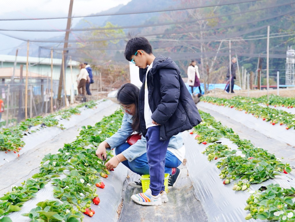 草坪頭櫻花季,兩津草莓園,草坪頭-兩津草莓園,草坪頭草莓,草坪頭摘草莓,草坪頭採草莓,草莓冰淇淋2026草坪頭櫻花季, 兩津草莓園, 美姬草莓, 天使白草莓, 草坪頭美食 草坪頭櫻花季,兩津草莓園,草坪頭-兩津草莓園,草坪頭草莓,草坪頭摘草莓,草坪頭採草莓,草莓冰淇淋2026草坪頭櫻花季, 兩津草莓園, 美姬草莓, 天使白草莓, 草坪頭美食