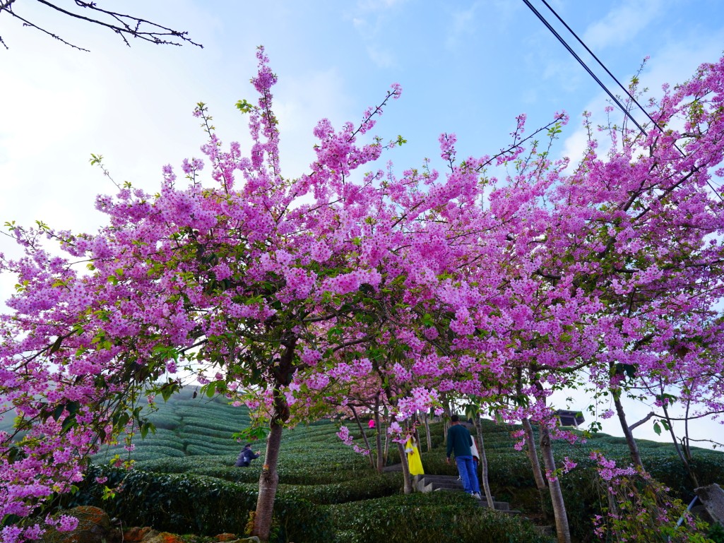 八卦茶園賞櫻指南