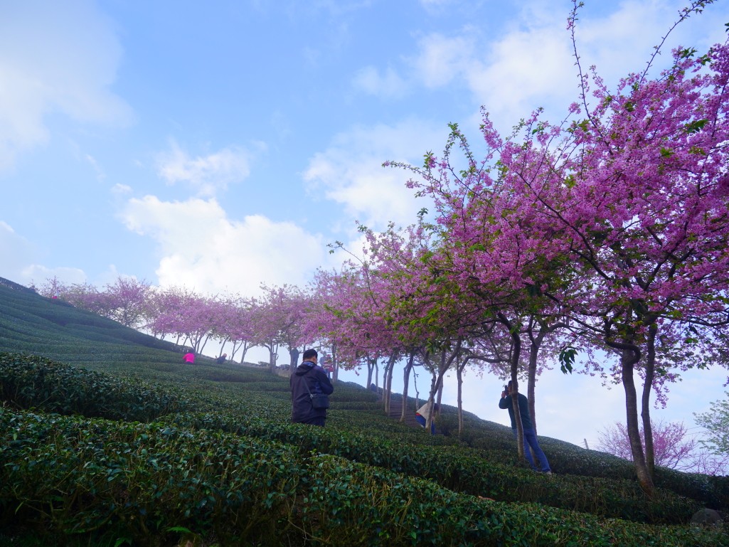 茶園與花